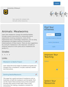Animals: Mealworms Lesson Plan